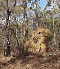 Nasutitermes triodiae