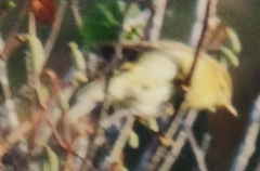 Hippolais polyglotta