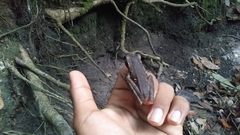 Polypedates leucomystax