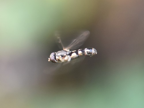 Thick-legged Hover Fly, Groesbeek, Nederland, photo 7 of 10
