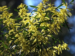 Acacia longifolia longifolia