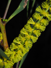 Acacia longifolia longifolia