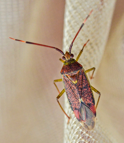 Hazel bug, photo 3 of 10