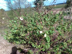 Hibiscus diversifolius diversifolius