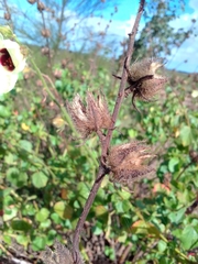 Hibiscus diversifolius diversifolius