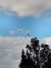 Bubulcus ibis coromandus