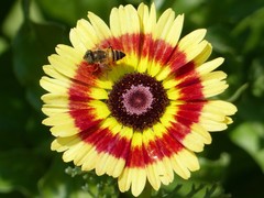 Eristalinus taeniops