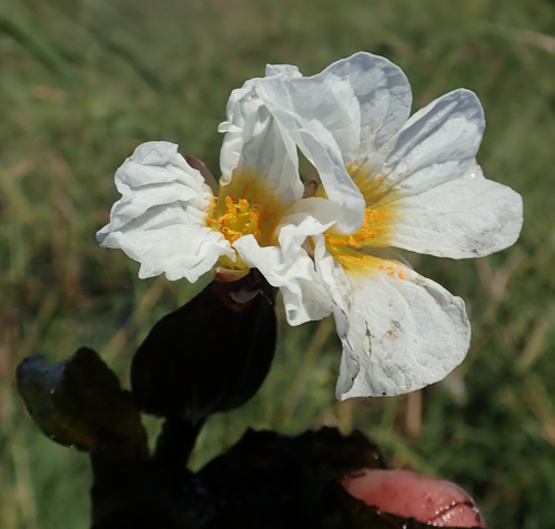 Ottelia kunenensis image