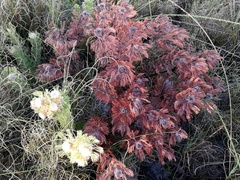 Serruria glomerata × villosa