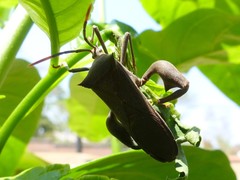 Anoplocnemis curvipes