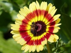 Eristalinus taeniops