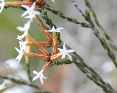 Lysinema pentapetalum