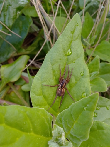 Venatrix furcillata