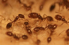 Trichomyrmex destructor