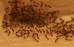 Trichomyrmex destructor