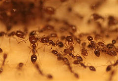 Trichomyrmex destructor