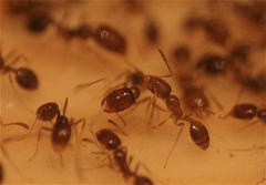 Trichomyrmex destructor