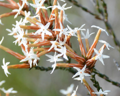 Lysinema pentapetalum