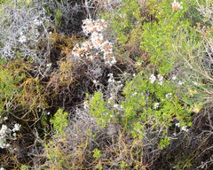 Lysinema pentapetalum