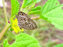 Leptotes plinius