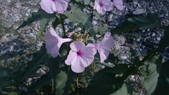 Ipomoea carnea fistulosa
