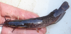 Clarias ngamensis