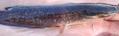 Clarias ngamensis