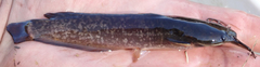 Clarias ngamensis