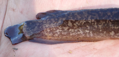 Clarias ngamensis