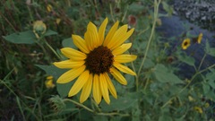 Helianthus annuus