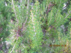 Erica lusitanica
