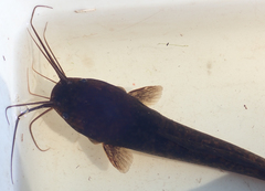 Clarias ngamensis