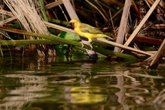 Ploceus castanops