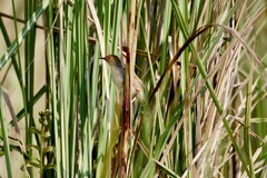 Cisticola marginatus