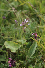 Allium kunthianum