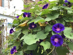 Ipomoea purpurea