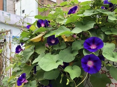 Ipomoea purpurea