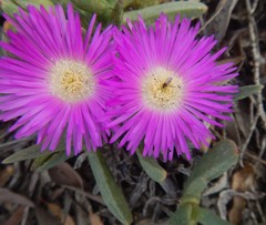 Carpobrotus modestus