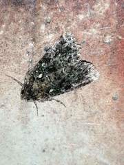 Callopistria latreillei