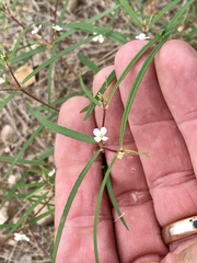 Euphorbia florida