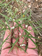 Euphorbia florida