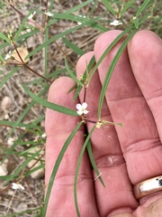 Euphorbia florida