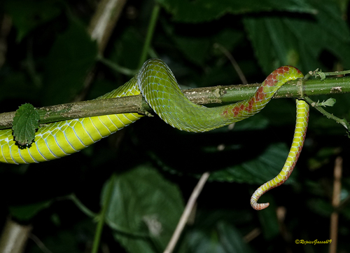 Pope’s Tree Viper