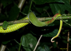 Trimeresurus popeiorum