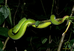 Trimeresurus popeiorum