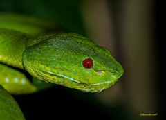 Trimeresurus popeiorum