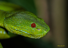 Trimeresurus popeiorum