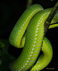 Trimeresurus popeiorum