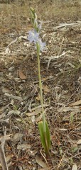 Thelymitra nuda