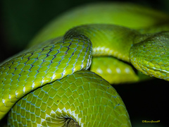 Trimeresurus popeiorum